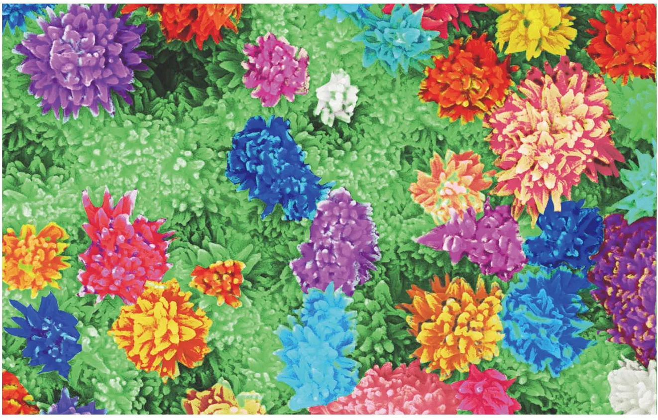 2019年4月科学艺术作品