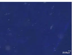 2019年6月科学艺术作品详情
